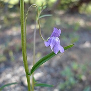 antirrhinum kelloggii